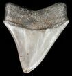 Brown, Serrated, Megalodon Tooth - Georgia #45816-2